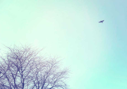 A photograph of a blue sky with a denuded tree in the bottom left hand corner