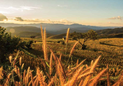 A photograph of downward rolling hills, planted in rice. A cluster of rice heads peek up from the bottom of the frame in the foreground