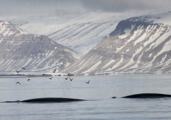 Two dark masses rise from the waters off of a glacier