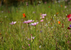 Wildflowers